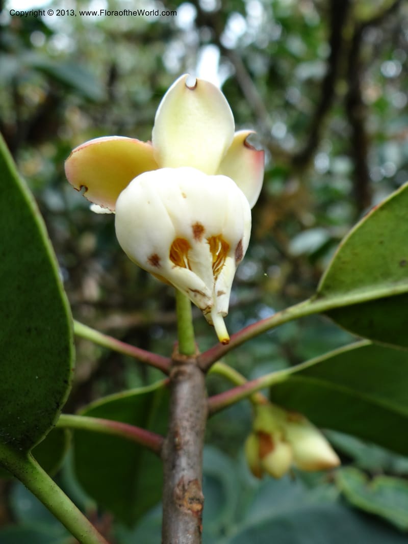 Anneslea fragrans, VC 5499--Thailand. Chiang Mai. Doi Inthanon Nat. Park. 8 Nov 2012. DSC07747 (144).JPG