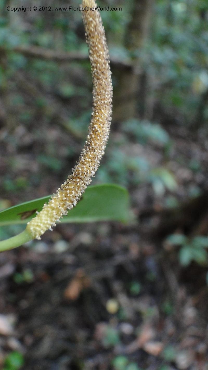 Piper pyrifolium, A. Ramahefaharivelo 163--Madagascar. Ambolotara. Ambodini, Vatovavy. 3 May 2010 112 (14).jpg