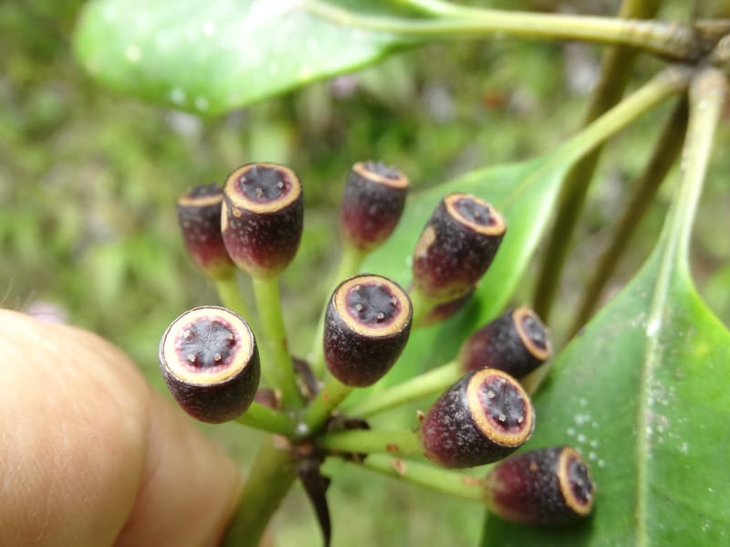 Plerandra grandiflora, Plunkett, G 3178--Fiji. Delaikoro Mtn. 3 Nov 2015. DSC08393 (1).JPG