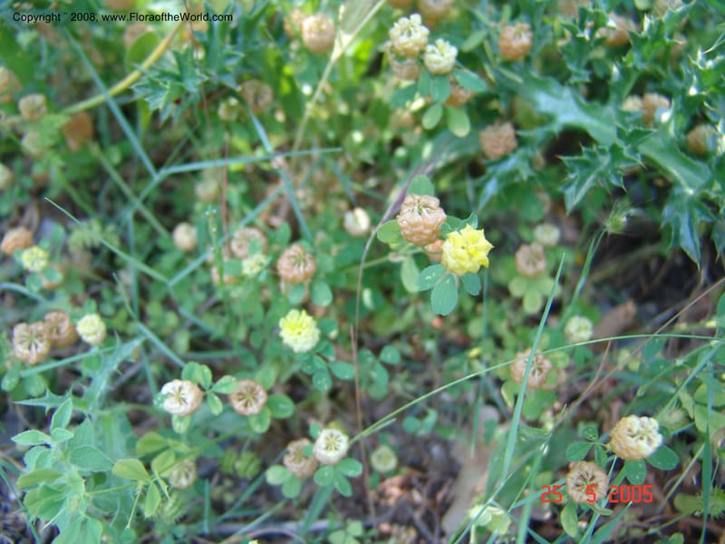 Trifolium campestre--Crete. Ep. Kisamos. Sirikari Gorge. 25 May 05. 316.jpg