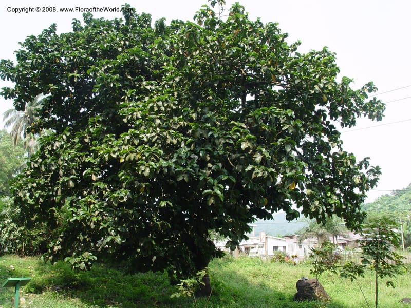 Artocarpus falcata--Cameroon. Limbe Botanic Garden. 4 Dec 03. 038.jpg