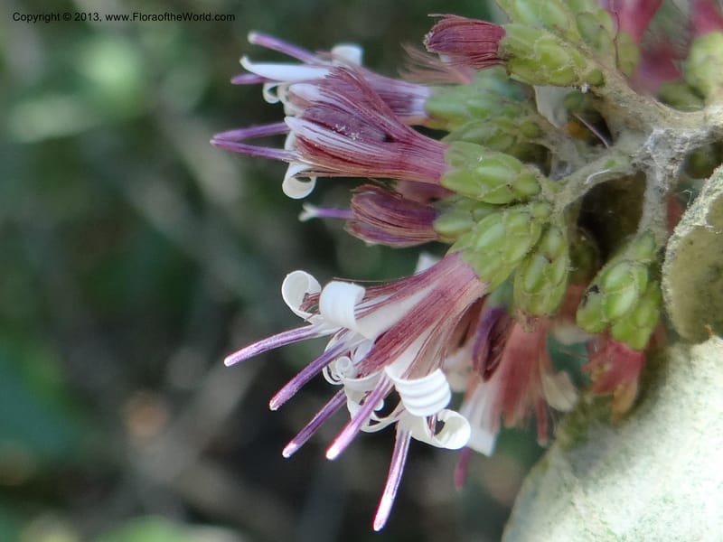 Proustia pyrifolia, WDS 34170--Chile. E of San Clemente. 21 Feb 2013. DSC02256 (114).JPG
