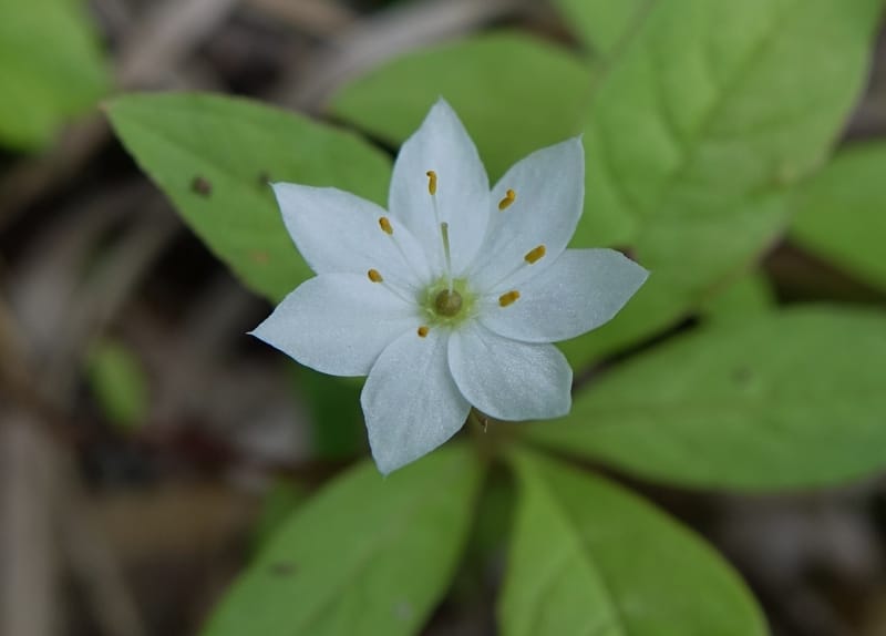 Trientalis europaea--Japan. Niigata. Sasagamine. Yu Memidaira. Forest Therapy Trail. 28 May 2016. DSC04970 (167).JPG