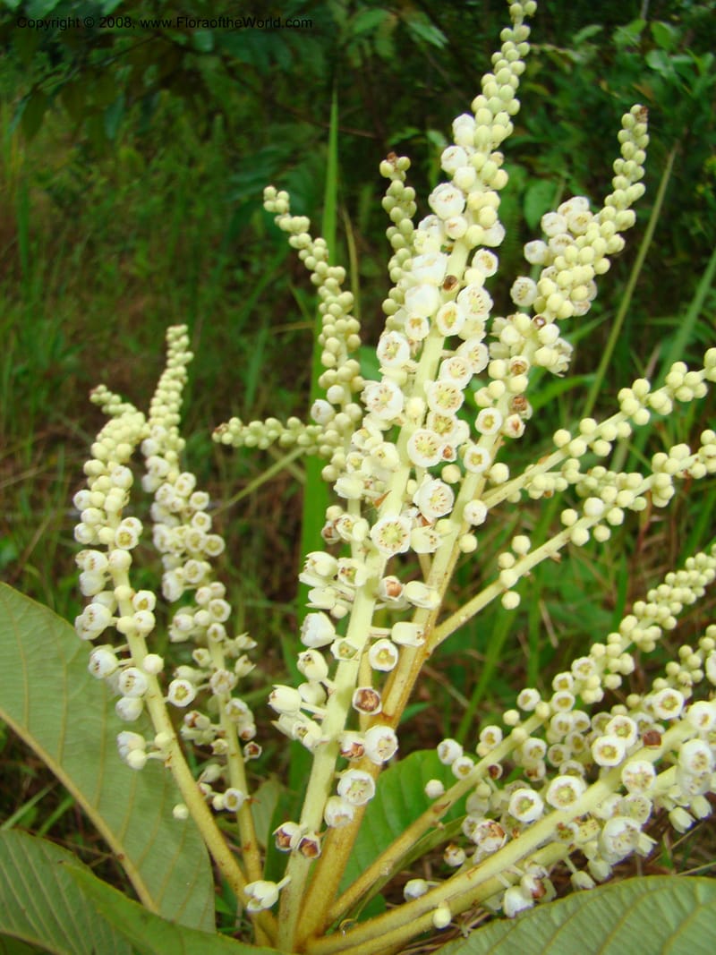 Clethra mexicana, RAguilar11192--Costa Rica. Puntar. Osa. Los Mogos. 17 Apr 08. 459.jpg