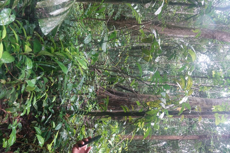 Thecacoris, C. Davidson 14074--Gabon. Raponda-Wallker. 28 Oct 2019. DSC02420 (34).JPG