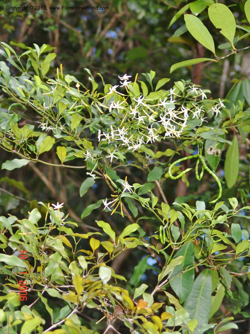 Petchia sp. unk.  Ranaivojaona, R 1376-Madagascar 18 Jan 2006  032 (1).jpg