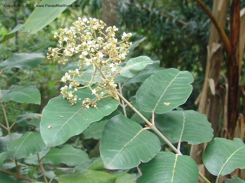 Harungana madagascariensis--So. Africa. Mpumalanga. Karino. Whyte Thorne Garden. 19 Mch 05. 302.jpg