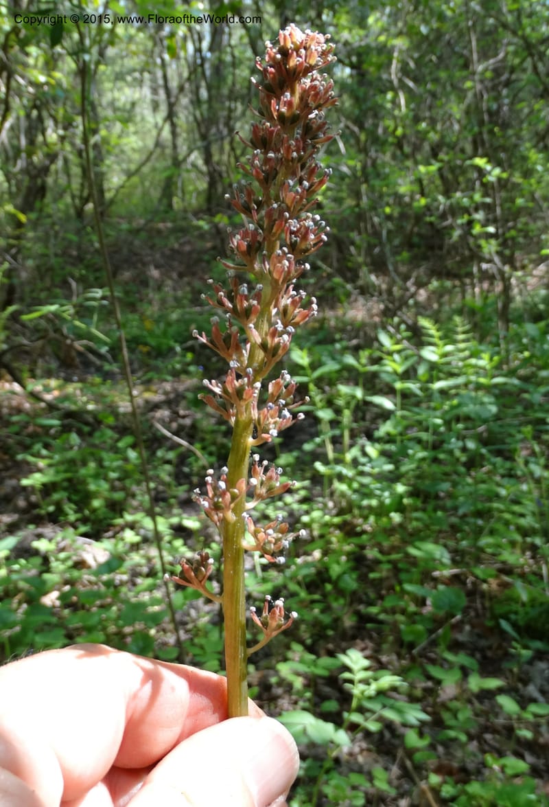 Helonias bullata, Not collected--North Carolina. Trans. Co. W Cradle of For. 11 May 2015. DSC03837 (94).JPG