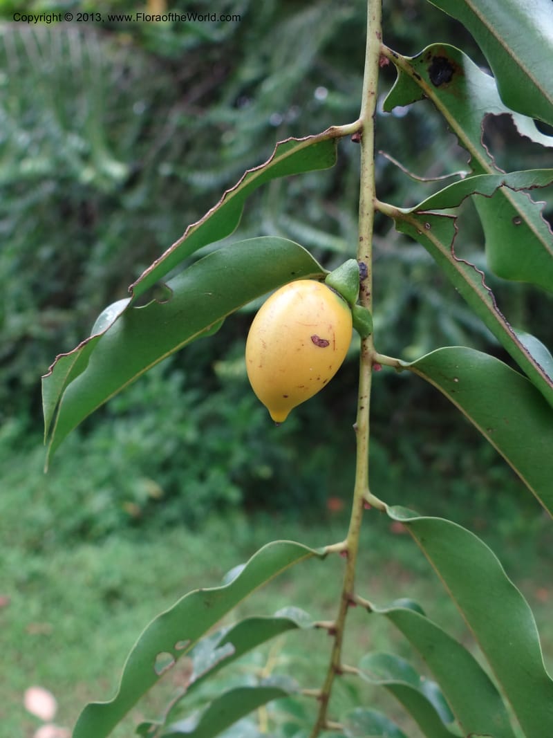 Diospyros, S.98882--Malaysia, Sarawak. Kubah Nat. Park. 28 Mar 2012. DSC05973 (50).JPG