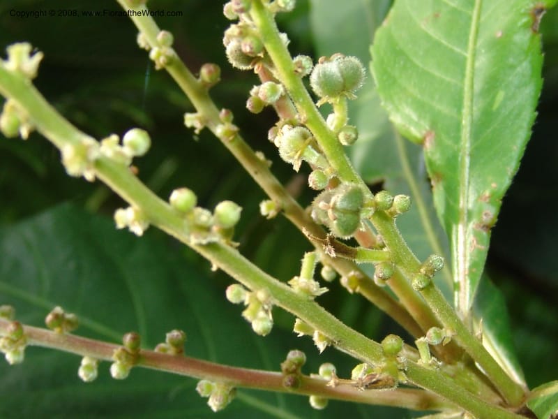 Argomuellera macrophylla--So. Africa. Lowveld Nat. Bot. Gard. 14 Mch 05. 411.jpg
