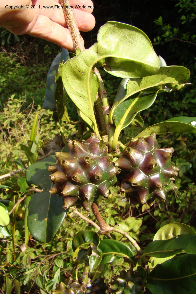 Morinda rigida, Razafindraibe 207--Madagascar. Prov. Fianarantsoa. RN 12. 14 Jan 09. 274.jpg