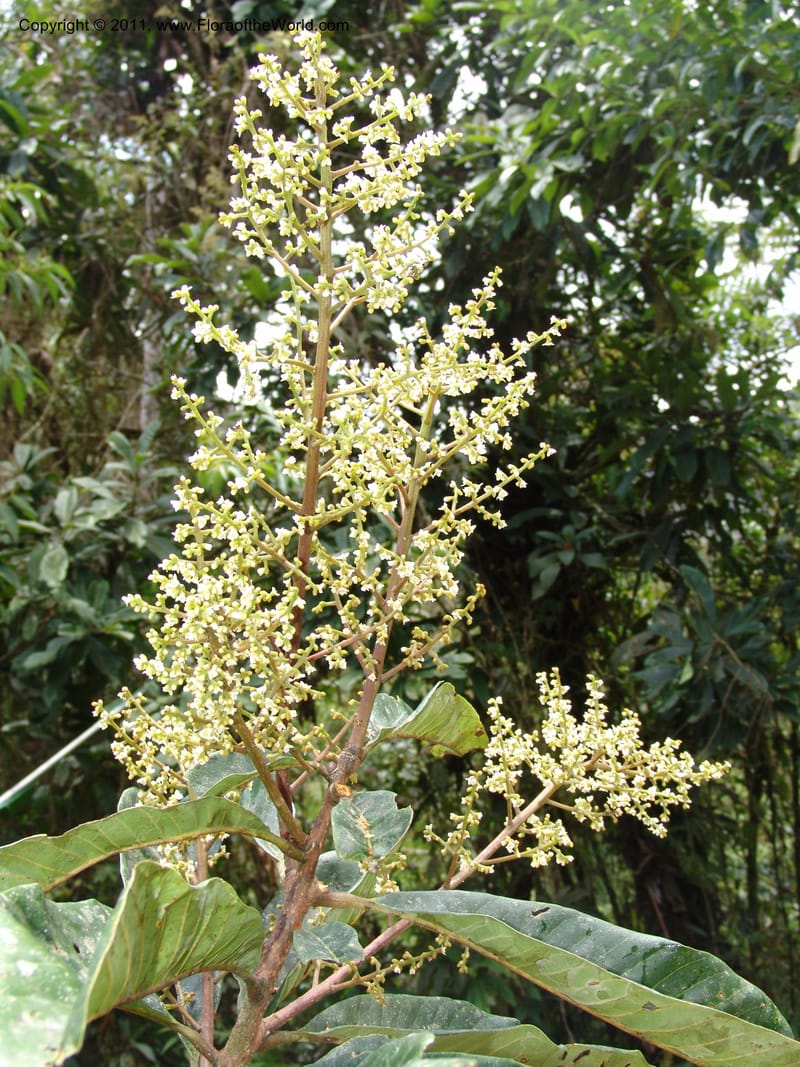 Meliosma frondosa, RVasquez 31507--Peru. Prov. Oxapampa. Suiza Nueva,  near Oxapampa. 13 Oct 06. 312 (27).jpg