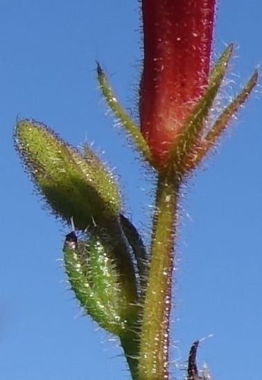 Leschenaultia hirsuta, Davidson, C 13418--Australia. W.A. Tootbardie Rd.-Coorow Rd. 23 Oct 2016. DSC04758 (16).JPG