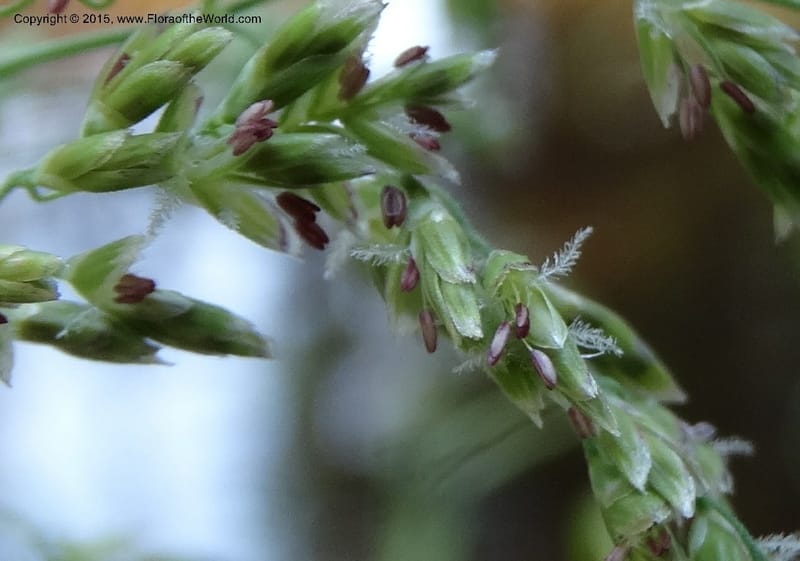 Torreyochloa pallida var. pauciflora, Davidson, C 12609--Idaho. Valley Co. Payette Lake. Sylvan Cr. 20 Jul 2014. DSC00669 (63).JPG