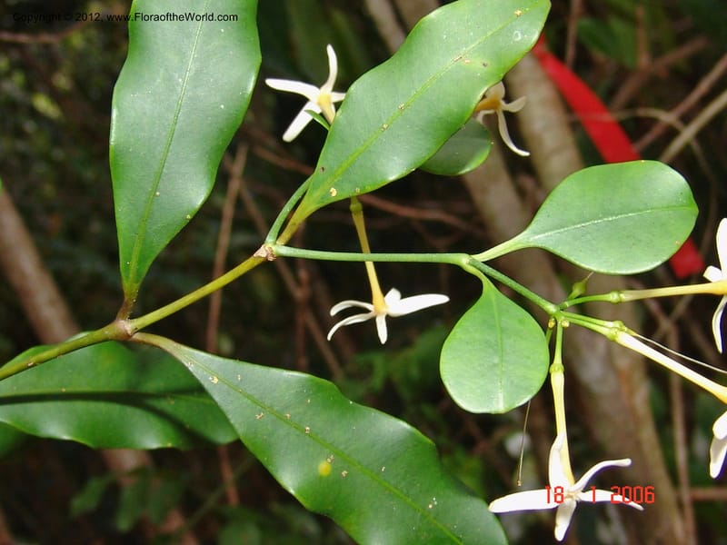 Petchia sp. unk.  Ranaivojaona, R 1376-Madagascar 18 Jan 2006  032 (6).jpg