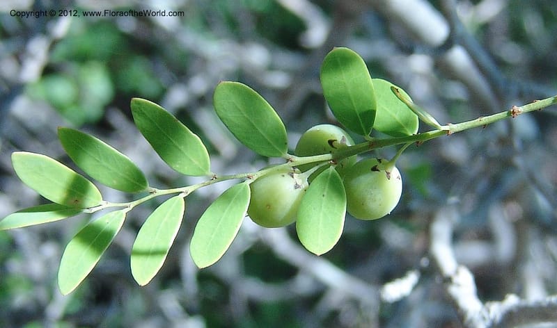 Phyllanthus casticum, Rogers, Z 873-Madagascar, 15 Jan 2006 043 (1).jpg
