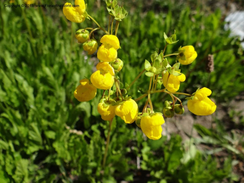 Calceolaria biflora, WDS 34183--Chile. Cta. 115. La Laguna. 22 Feb 2013. DSC02595 (117).JPG