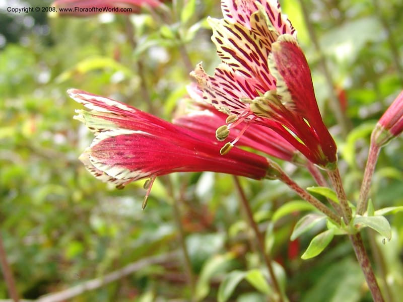 Alstroemeria psittacina, s.n.--CA. San Francisco Arboretum. 9 Aug 07. 547.jpg