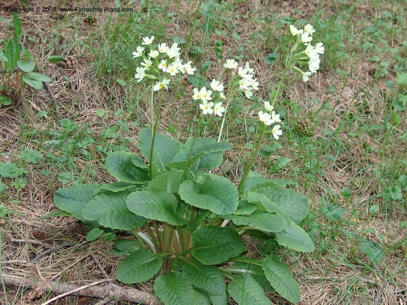 Primula ruprechtii cf--Georgia. Kazbeki . Trail-road to Sameba Church. 2 Jun 05. 220.jpg