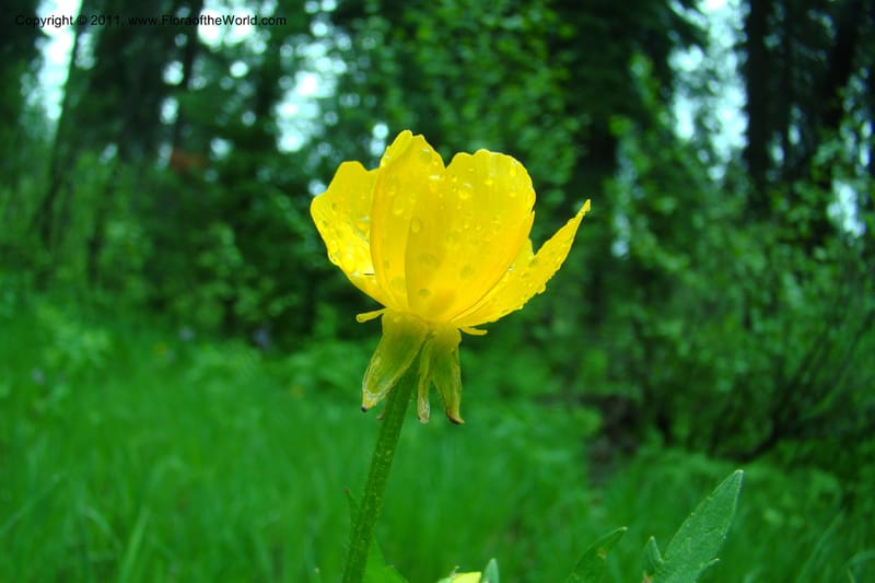 Ranunculus, C. Davidson 11402--Idaho. Adams Co. Smokey Boulder Rd. 6 June 2009. 004.jpg