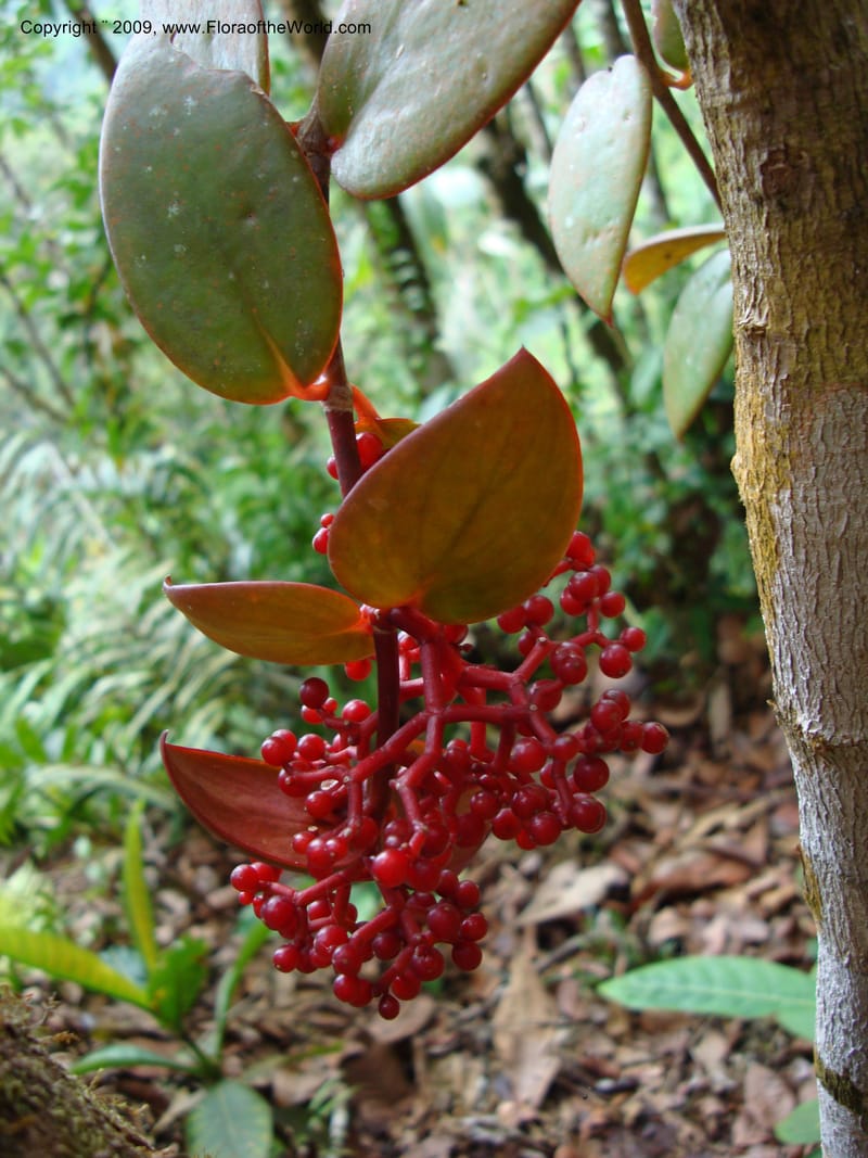 Notopleura epiphytica, D. Neill 15924--Ecuador.Prov.ZamoraC.WawaimePlotEcuacorriente 22 Sep 2007 268 (6).jpg