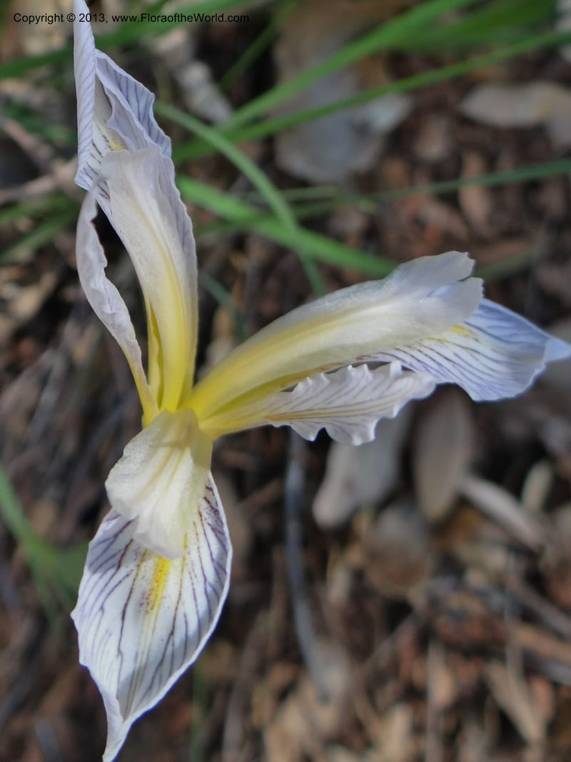 Iris tenuissima, Davidson, C 12132--Calif. Nevada Co. 19 Apr 2013. DSC03196 (10).JPG