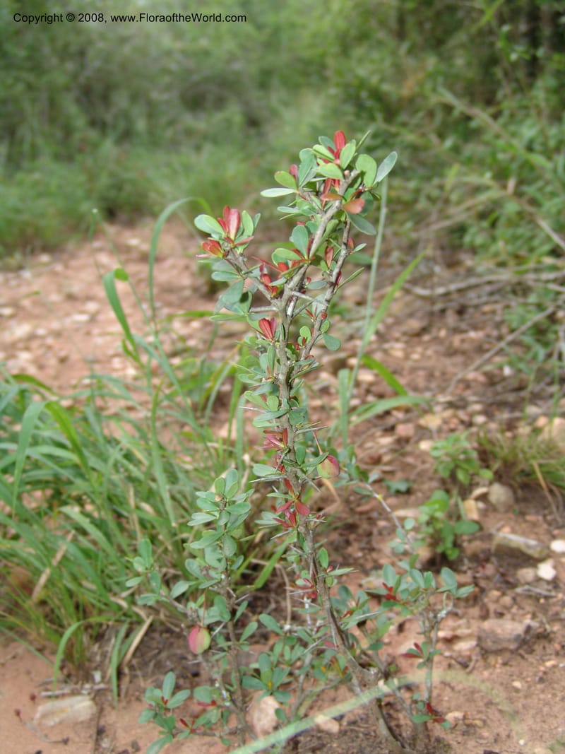 Putterlichia pyracantha--So.Africa. E. Cape. Uitenhage Nat. Res. 6 Mch 05. 147.jpg