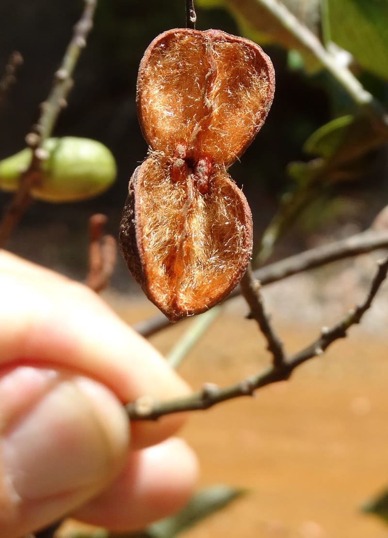 Lepidocupania lepidota, Callmander, M 1239--New Caledonia. Mont Dzumac. 12 Nov 2015. DSC01563 (348).JPG