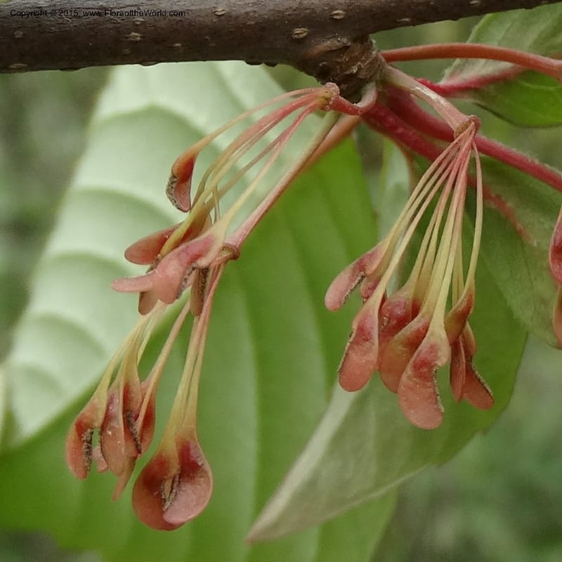 Euptelea pleiosperma, Boufford, D 43587--China. Sichuan. Tudiling Tunnel. 6 May 2014. DSC03860 (148).JPG