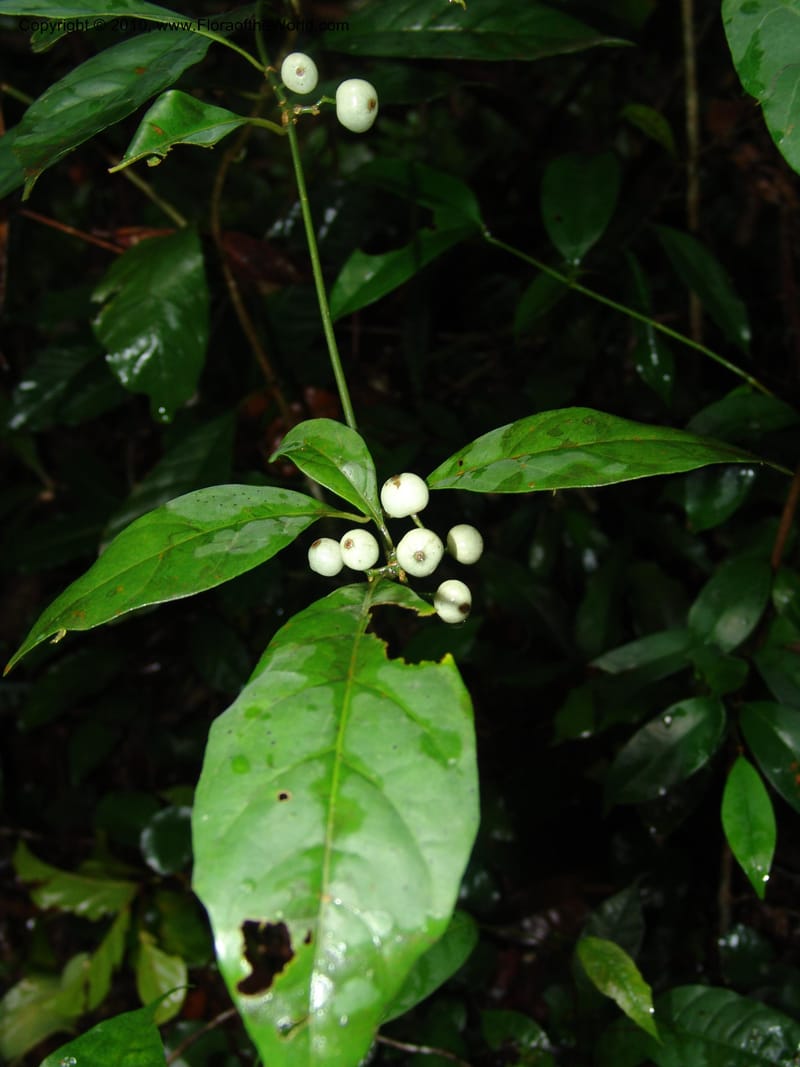 Pavetta, MLeal1030--Gabon. Prov. Estuaire. Mondah For., Cap. Esterias. 11 Apr 06. 069.jpg