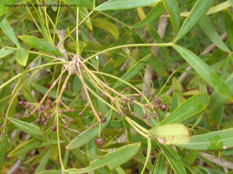 Schefflera bojeri, not coll.--Madag. Prov. Fianar. Parc Nat. Isalo. 12 Jan 06. 124.jpg