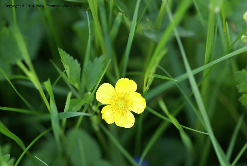 Ranunculus, C. Davidson 11201--Slovenia, Notranjska Region, Meadow near Planina and Unica River, 16 May 2008. (1).JPG