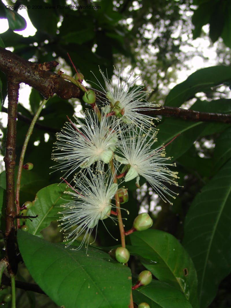 Barringtonia racemosa--So.Africa. Lowveld Nat. Bot. Gard. 14 Mch 05. 027.jpg