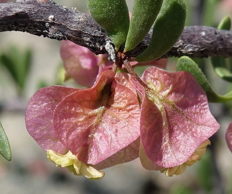 Bougainvillea spinosa, Fortunato 13089--Argentina. Hwy 150 W of Jachal. 5 Feb 2018. DSC08346 (110).JPG