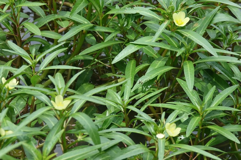 Ludwigia adscendens subsp. diffusa, L. Nanyeni 1193--Namibia. Kunene R. rd. east. 20 Mar 2018. DSC02082 (99).JPG