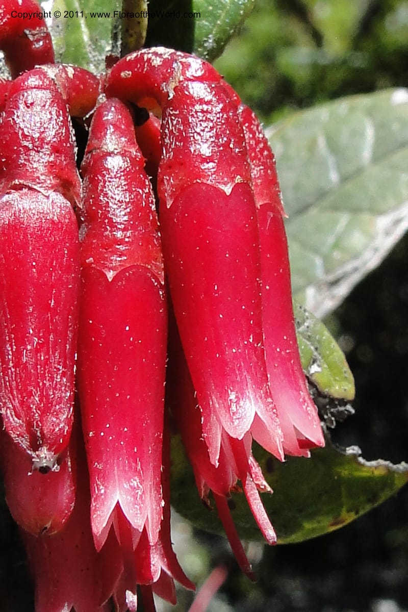 Cavendishia, Ulloa 2093--Ecuador. P. N. Sangay. 6 June 2011. 091 (14).jpg