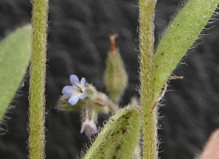 Myosotis stricta, C. Davidson 13755--Oregon. Wallowa Co. Zumwalt.Trail Cr. Rd. 4 Jun 2018. DSC04078 (207).JPG
