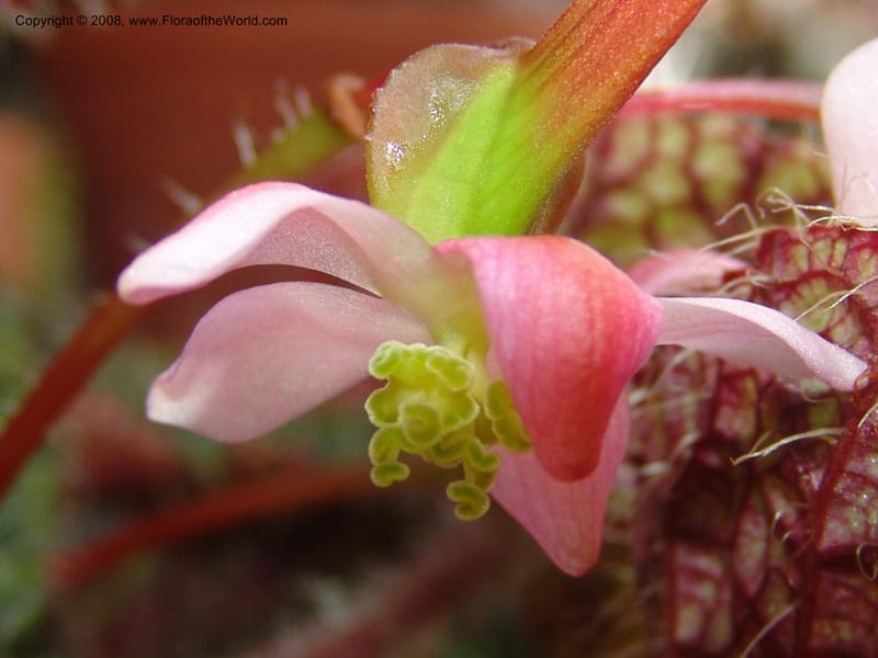 Begonia rex ssp longiciliata--France. Nancy. Jard. Bot. Montet. 2 May 05. 192.jpg
