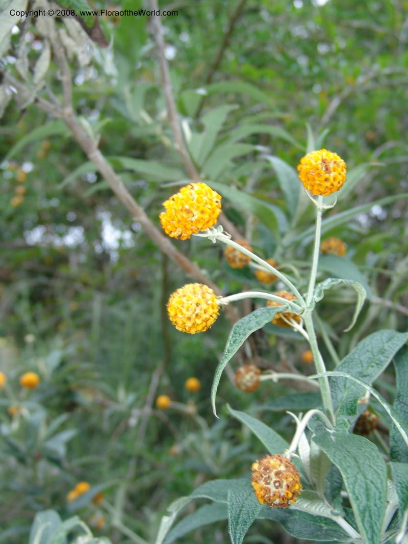 Buddleja globosa, 77.0292--CA. UC Berkeley Bot. Garden.  30 Jun 06. 116.jpg