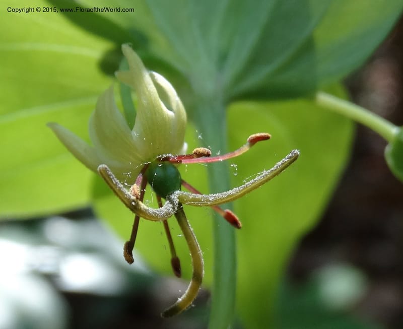 Mediola virginiana, Davidson, C 12947--North Carolina. Trans. Co. W Cradle of For. 11 May 2015. DSC03837 (53).JPG