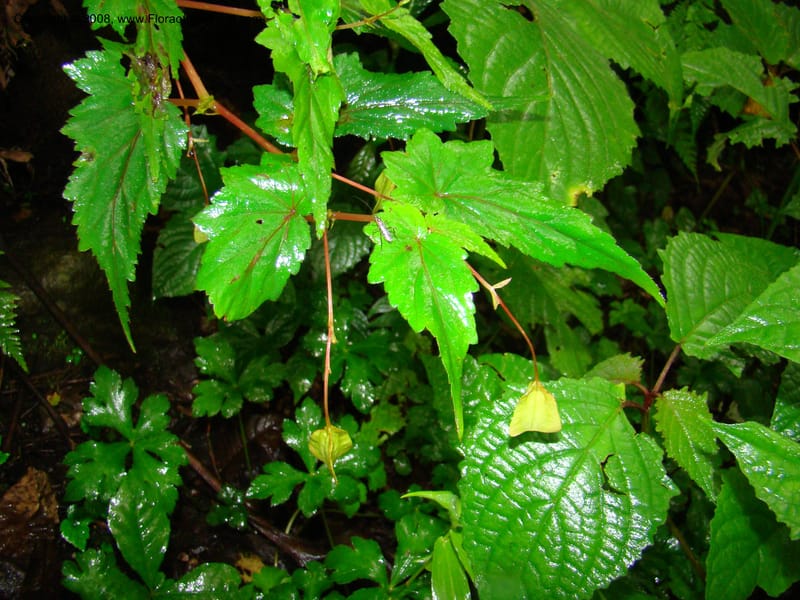 Begonia sutherlandii, RGereau7014--Tanz. Mbeya Rural Distr. Ngozi Crater. 26 Jan 08. 201.jpg
