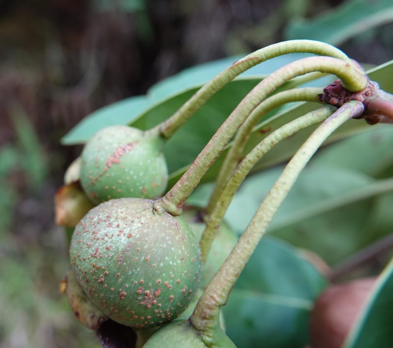 Anneslea fragrans, D. Boufford 33132--China. Yunnan. Meizi Lake Park. 3 May 2018. DSC01424 (293).JPG
