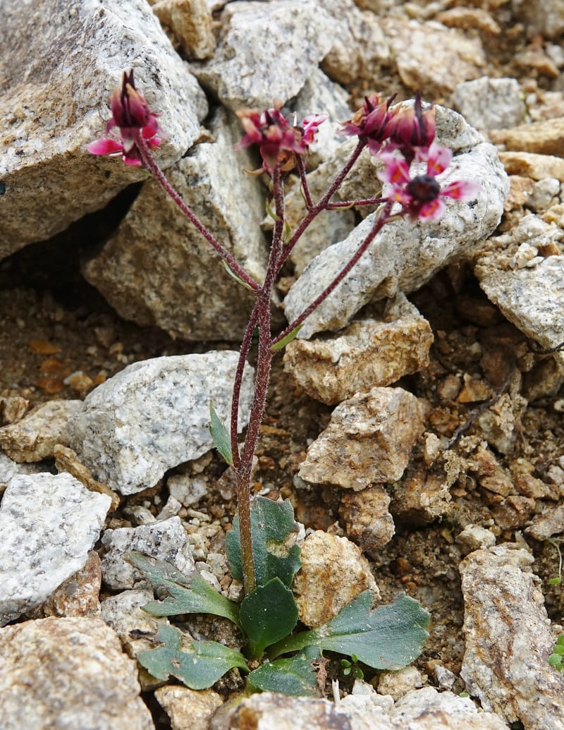Micranthes melanocentra, C. Davidson 13795--China. Sichuan. Zhe Duo Shan. 17 Aug 2017. DSC06717 (193).JPG