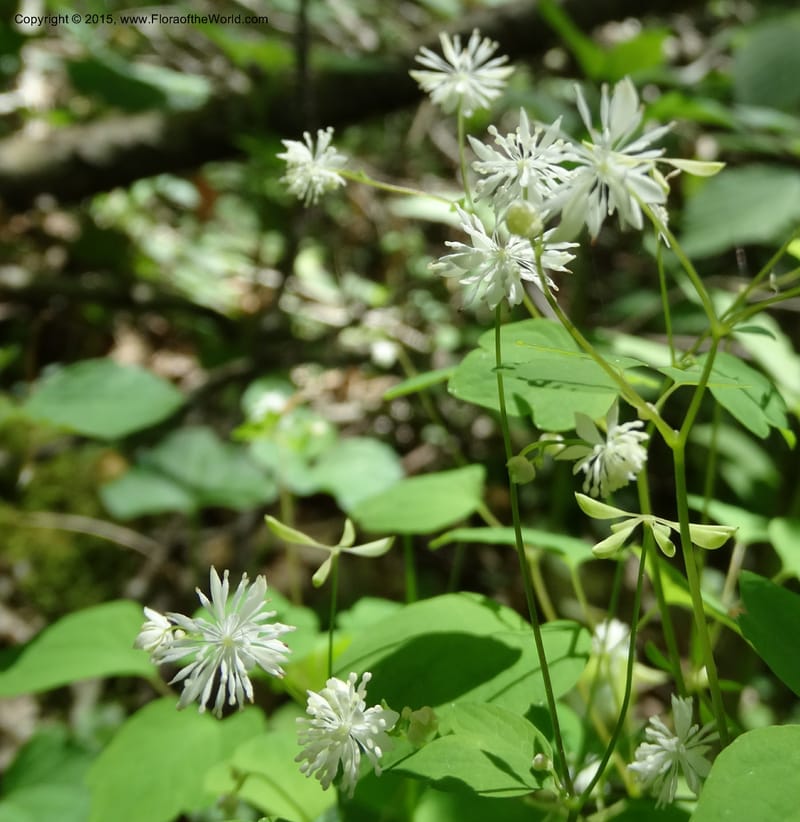 Thalictrum clavatum, Davidson, C 12989--North Carolina. Clay Co. Perry Gap Rd, Barnard's Cr. 13 May 2015. DSC04860 (285).JPG