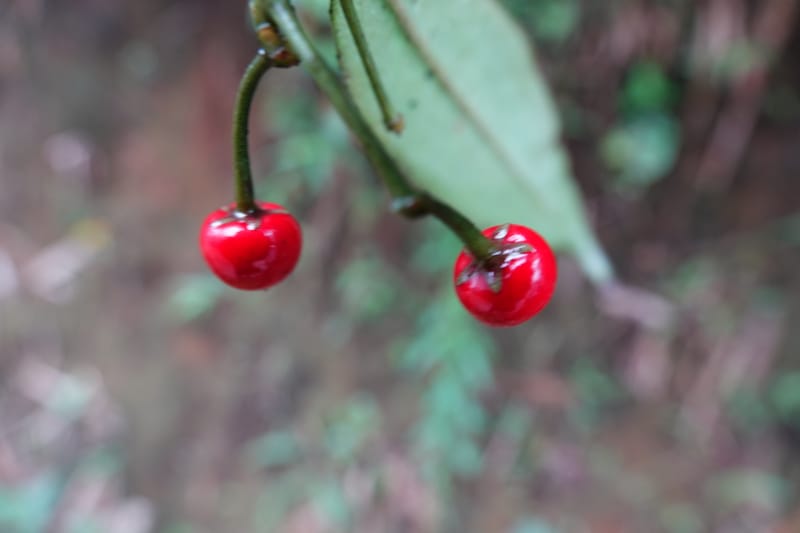 Ardisia virens, D. Boufford 44152--China. Yunnan. Bam Po village. 5 May 2018. DSC02406 (214).JPG