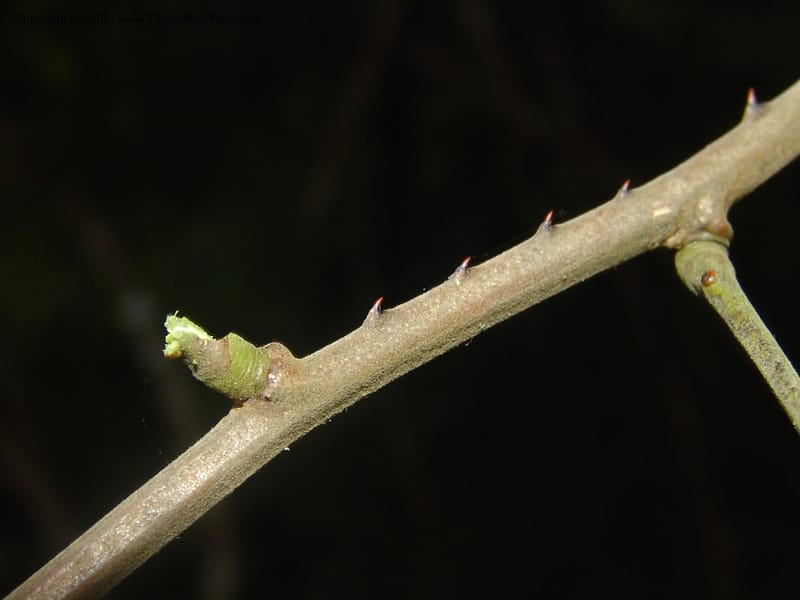 Adenopodia spicata--So.Africa. Mpumal. Buffelskloof Private Nat. Res. 17 Mch 05. 323.jpg