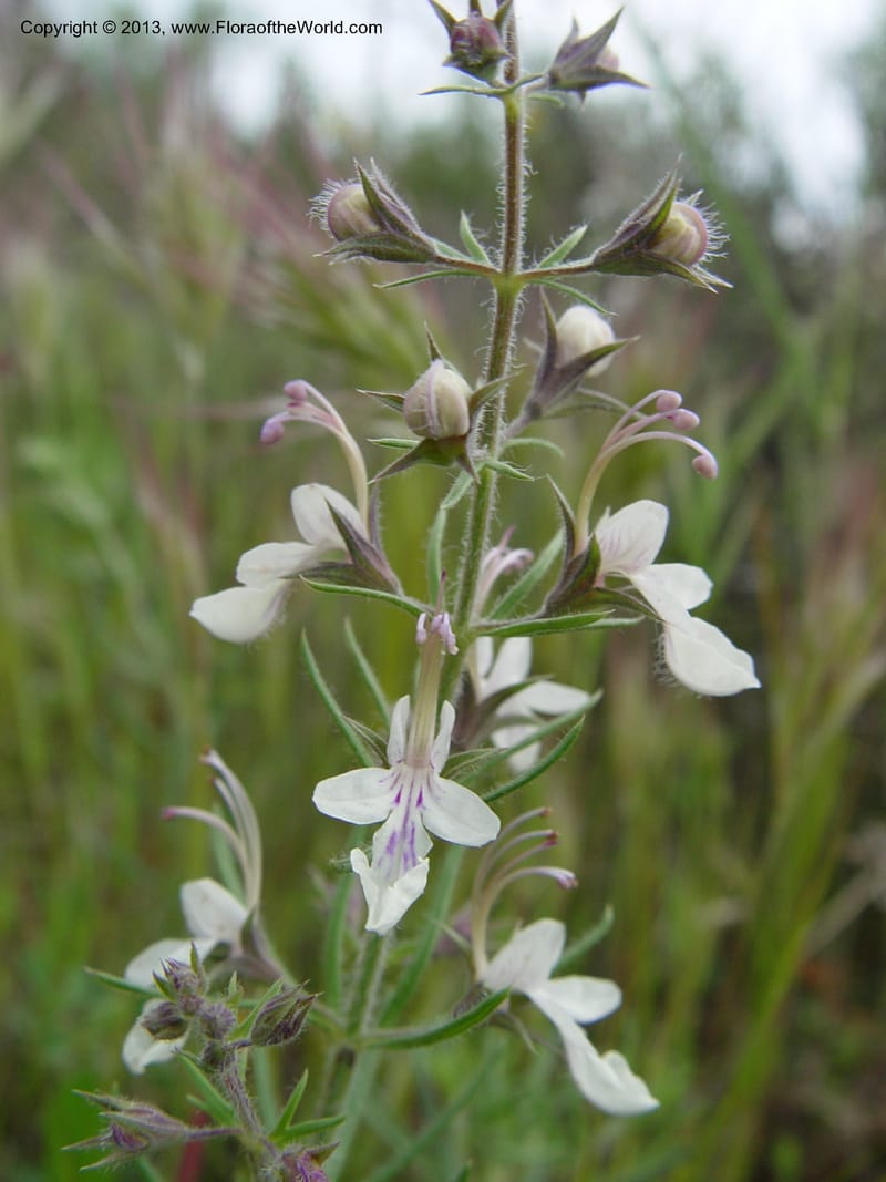 Teucrium pseudochamaepitys--Spain. Almeria Prv. Cantera de los Yesos, off AL140. 16 (29).jpg
