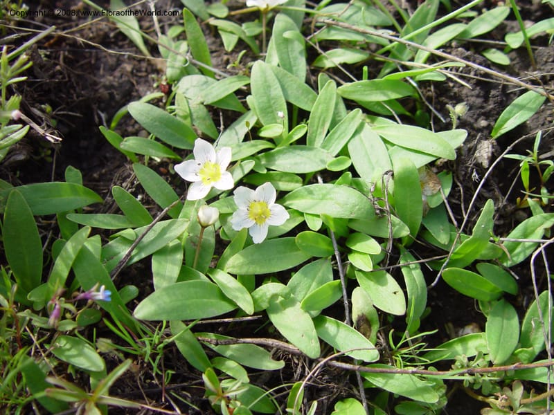 Hesperochiron pumilus--ID. Boise Co. Summit of Horseshoe Bend Hill, Hwy 55. 27 Apr 03. 028.jpg