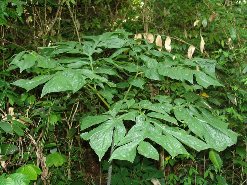 Anchomanes, W. Kindeketa 2801--Tanz. Ulanga Distr. Mbangayao Sch. 11 Feb 06. 256b.jpg