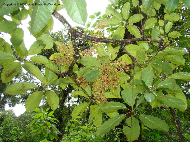 Schefflera stolzii, RGereau7021--Tanz. Mbeya Rural Distr. Ngozi Crater. 26 Jan 08. 186.jpg